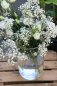 Preview: BlumenVase Elegant Preview: BlumenVase Elegant