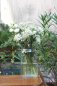 Preview: BlumenVase Elegant Preview: BlumenVase Elegant